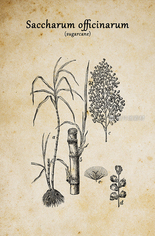 植物学植物仿古雕刻插图:Saccharum officinarum(甘蔗)